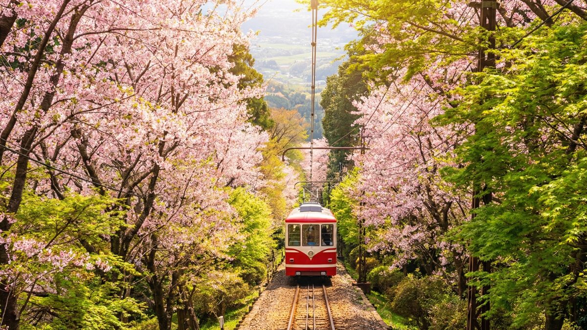 急勾配を登る高尾山のケーブルカーと桜のトンネル