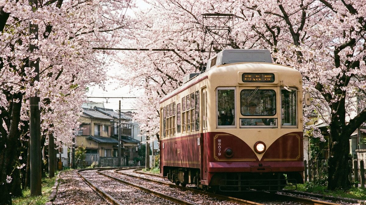 満開の桜のトンネルを走るレトロな嵐電