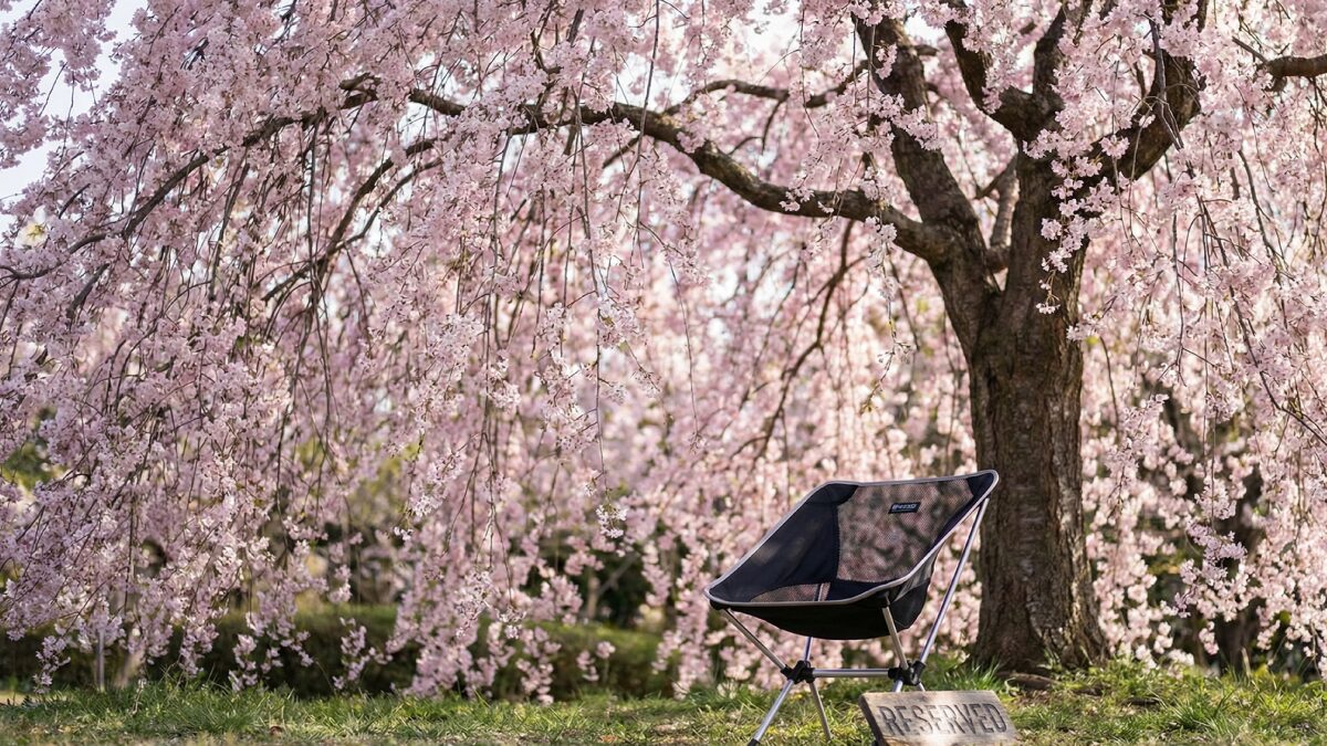 京都御苑の糸桜イメージ