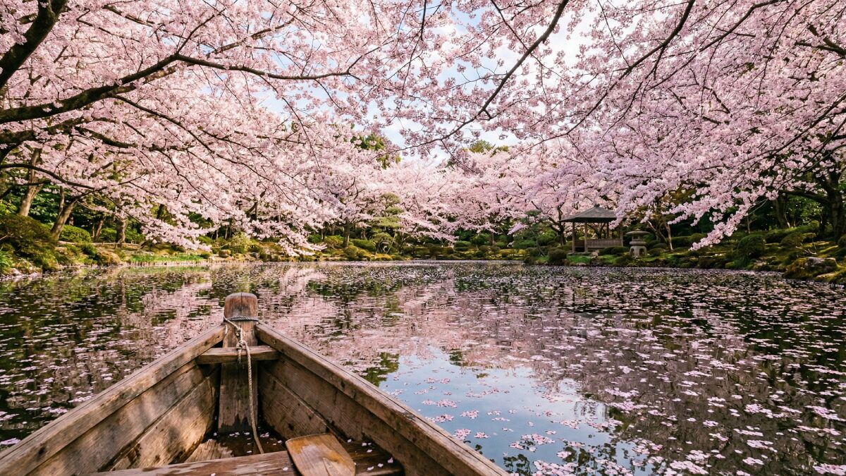 ボートの上から見上げる桜の静かな風景